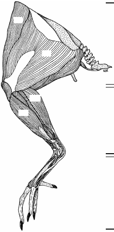 236x480 Dorsal And Ventral Muscles Of The Chicken Leg. Names According To - Chicken Leg Sketch