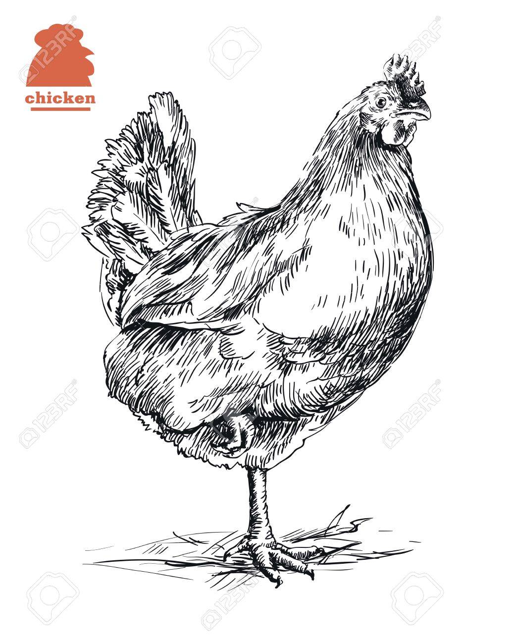 1040x1300 Drawn Chicken Sketch - Chicken Leg Sketch