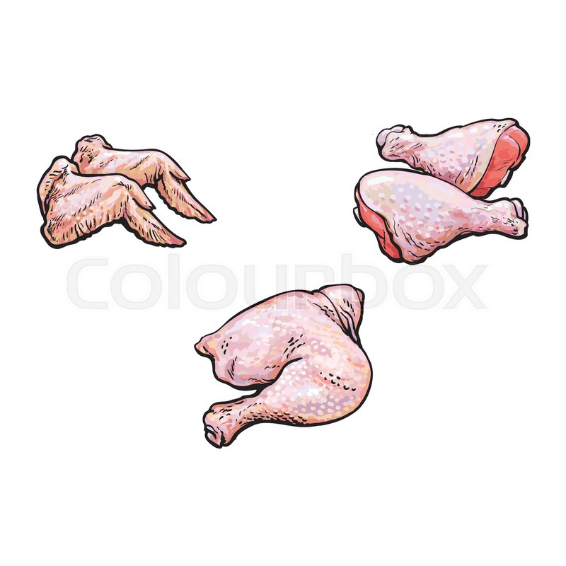 800x800 Vector Chicken Wings Thigh Legs Cartoon Sketch Illustration Set - Chicken Leg Sketch
