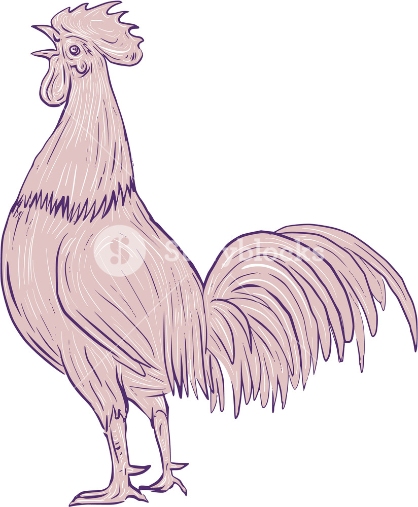 824x1000 Drawing Sketch Style Illustration Of A Chicken Rooster Crowing - Chicken Sketch