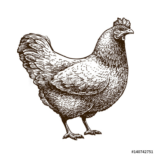 500x500 Hand Drawn Chicken, Hen. Poultry, Broiler, Farm Animal. Vintage - Chicken Sketch