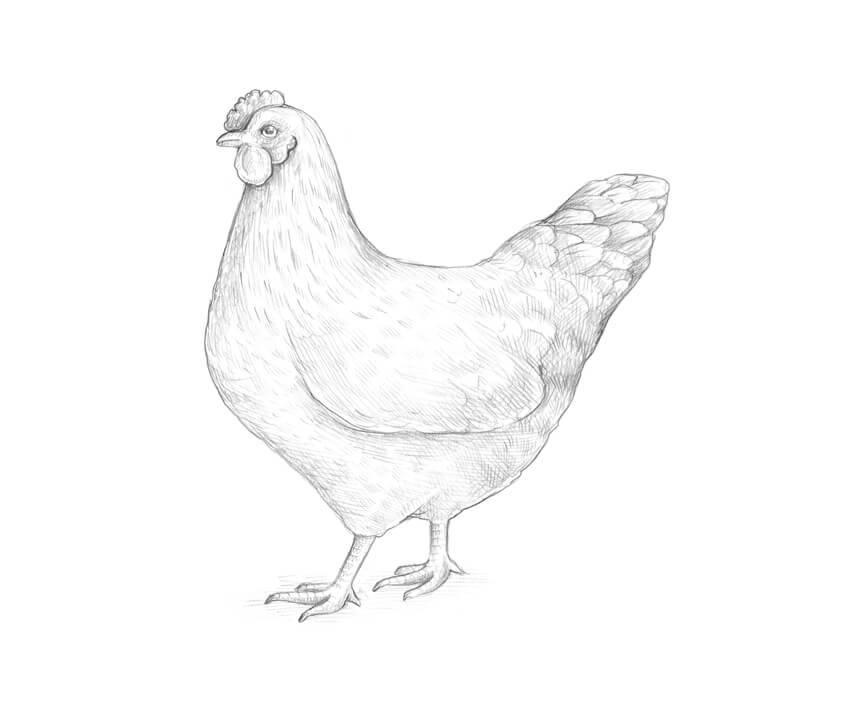 850x711 How To Draw A Chicken And A Rooster - Chicken Sketch