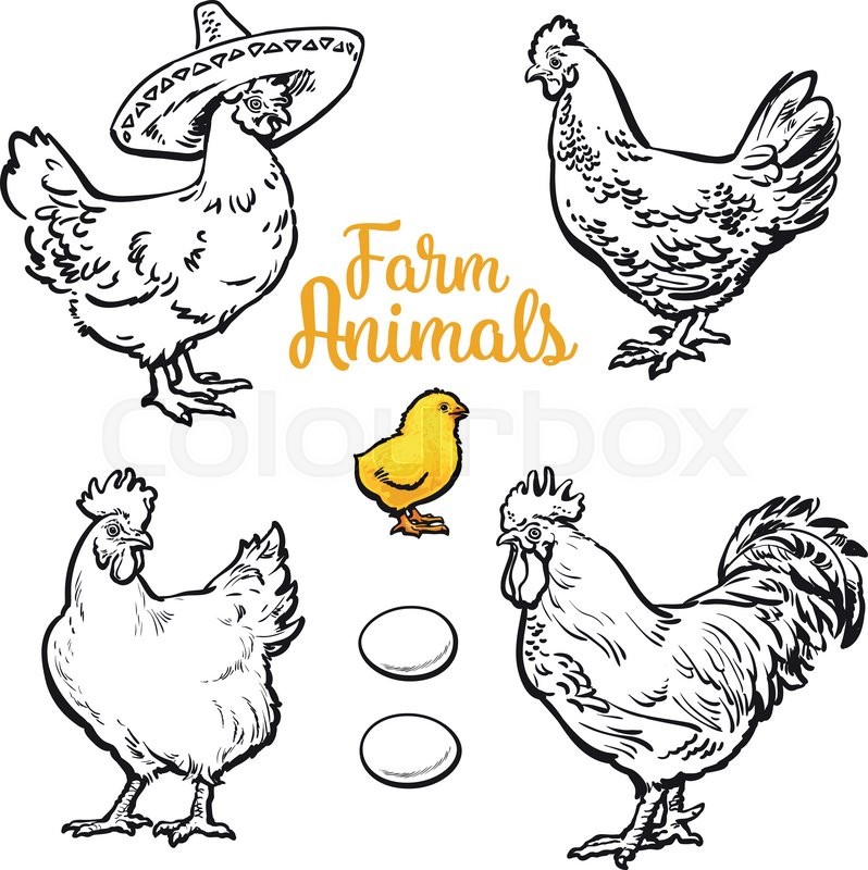 798x800 Set Of Different Chickens, Vector Sketch Hand Drawn Illustration - Chicken Sketch