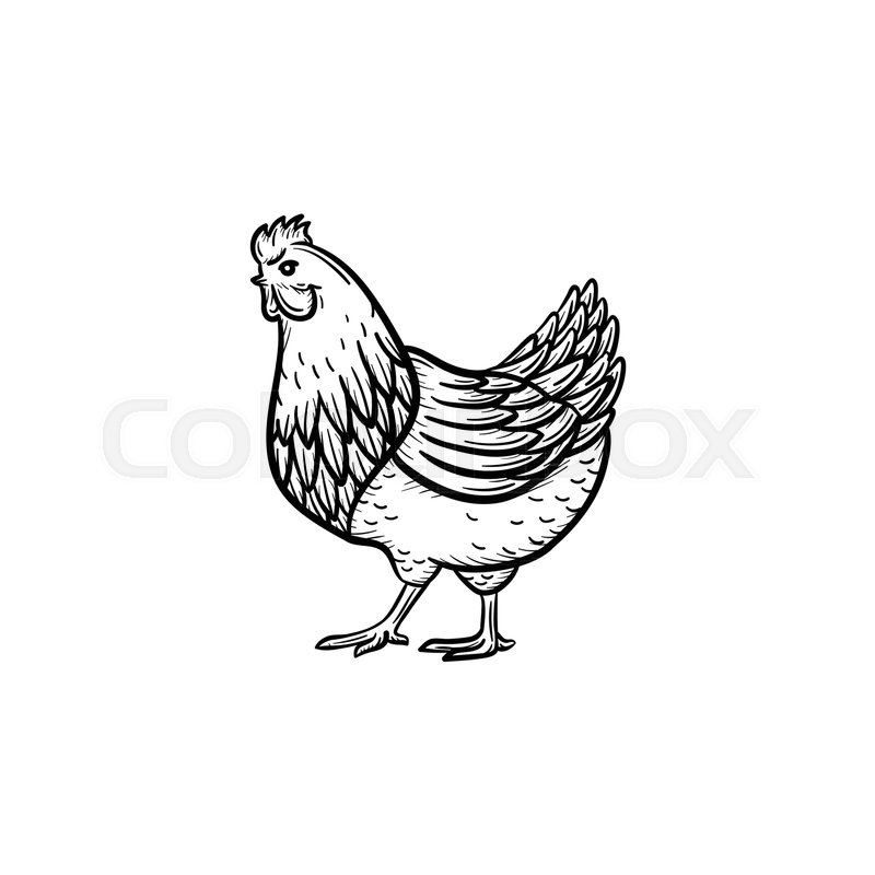 800x800 Vector Hand Drawn Chicken Head Outline Doodle Icon. Chicken Head - Chicken Sketch