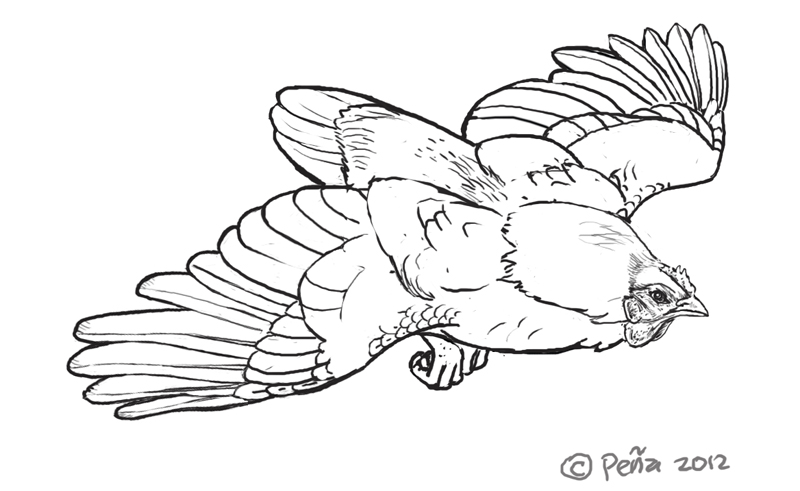 800x491 Flying Chicken Sketch By Reptangle - Chicken Sketch