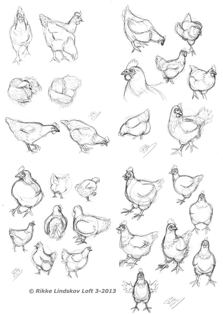 711x1000 Chicken Sketches By On @ - Chicken Sketch
