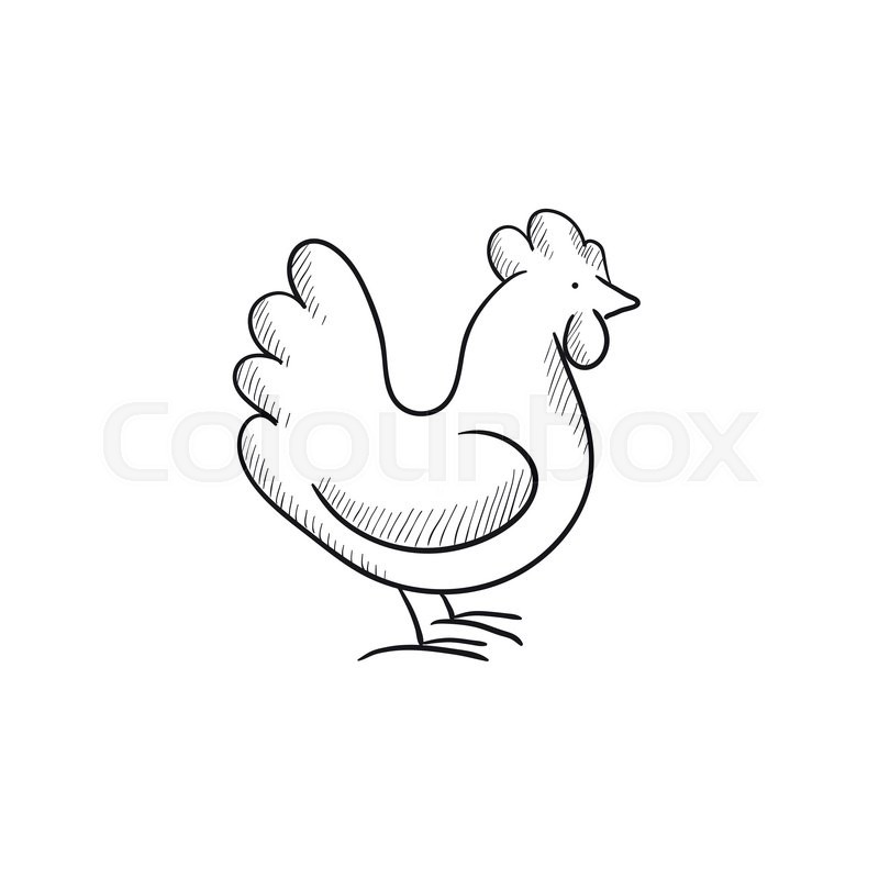 800x800 Chicken Sketch Icon For Web, Mobile And Infographics. Hand Drawn - Chicken Sketch Drawing