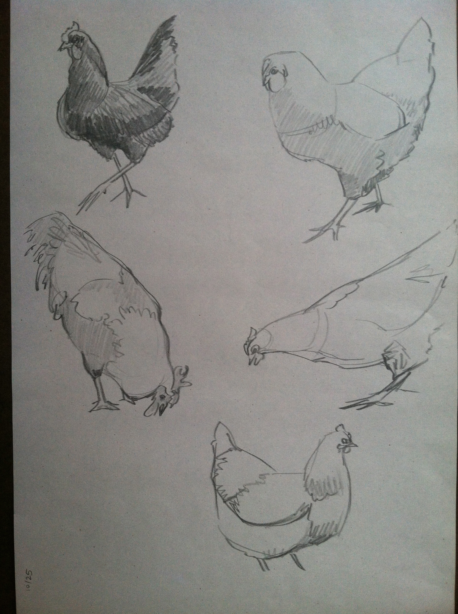 1936x2592 Drawings Amelia Kai Roberts - Chicken Sketch Drawing