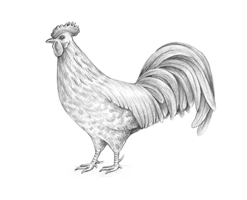 850x688 How To Draw A Chicken And A Rooster - Chicken Sketch Drawing