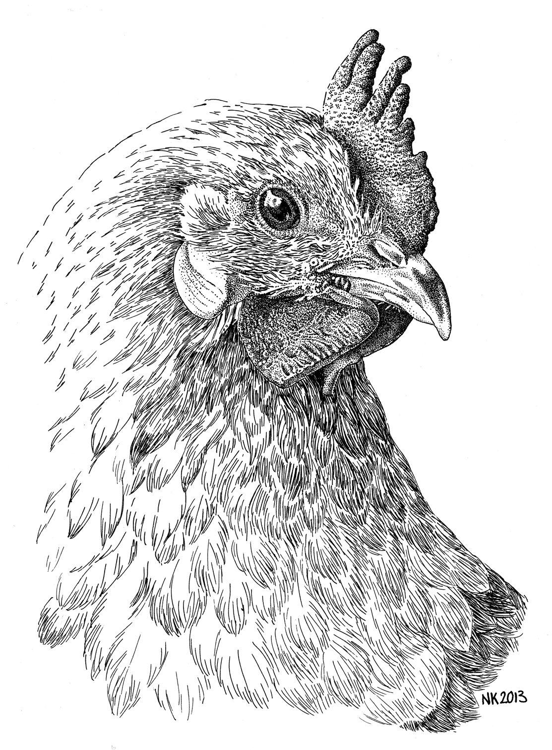 1113x1511 Kippetje - Chicken Sketch Drawing