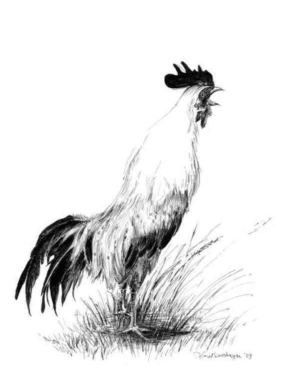 570x776 Rooster Drawing Original Sketch Art Farm Birds Country Etsy - Chicken Sketch Drawing