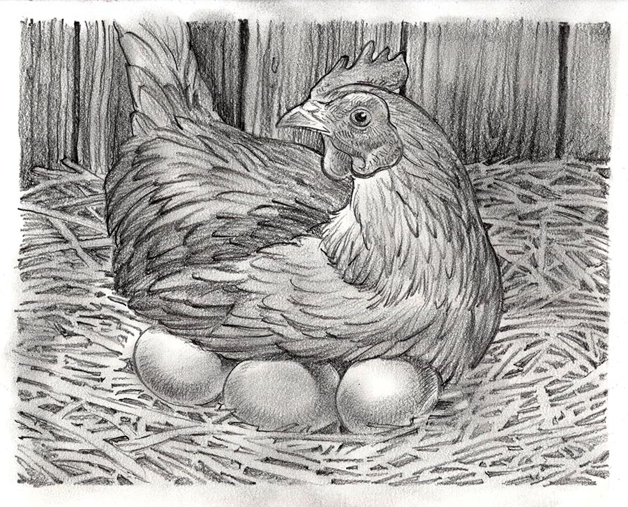 900x727 Was It The Chicken Or The Egg Life Needs Art - Chicken Sketch Drawing