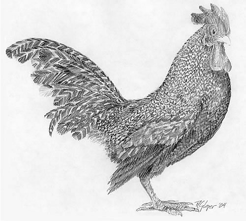 500x450 Pencil Drawing - Chicken Sketch Drawing