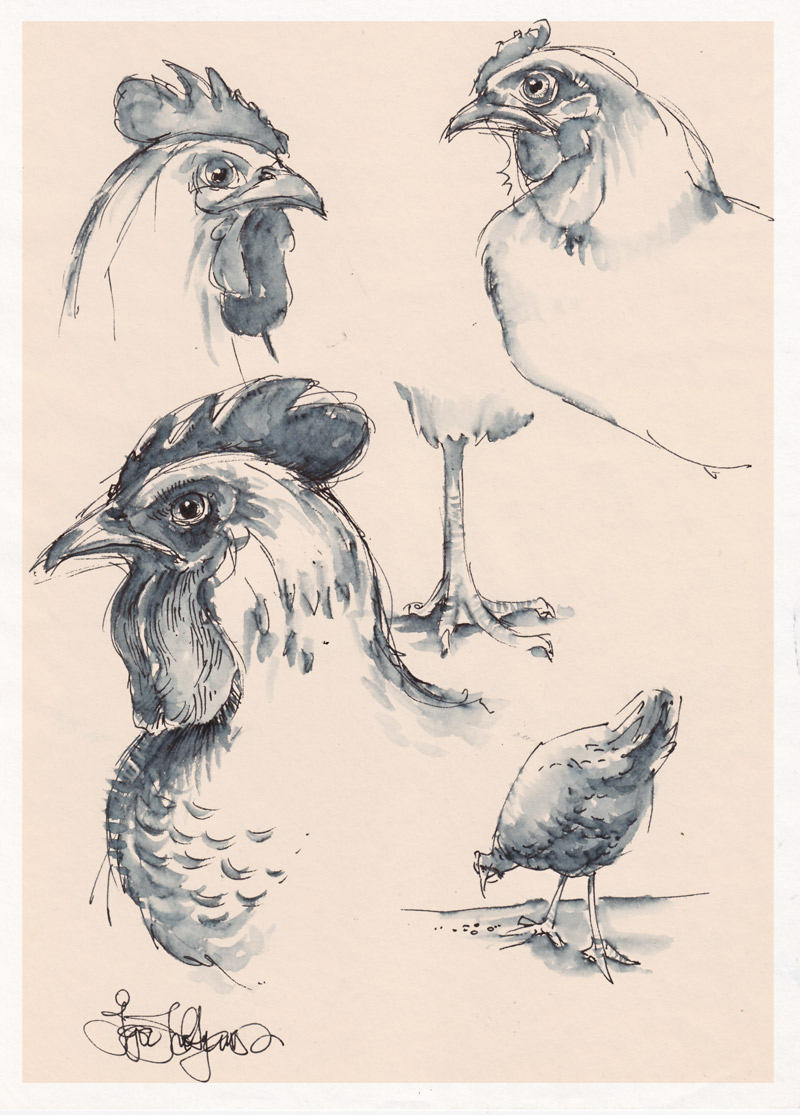 800x1115 Chicken Drawing - Chicken Sketch Drawing