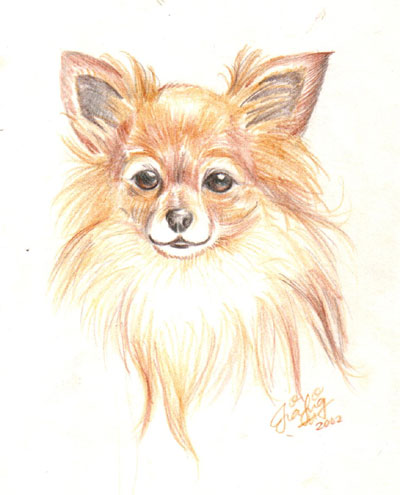 400x495 Chihuahua Sketches Related Keywords Amp Suggestions - Chihuahua Sketch