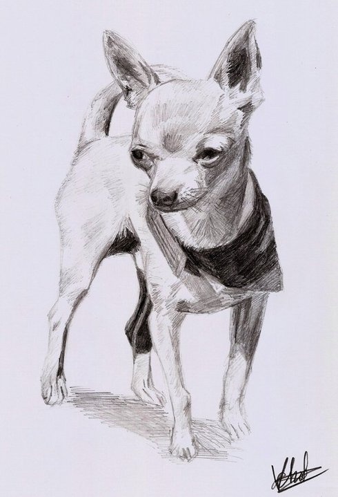 490x719 Chihuahua Sketch - Chihuahua Sketch