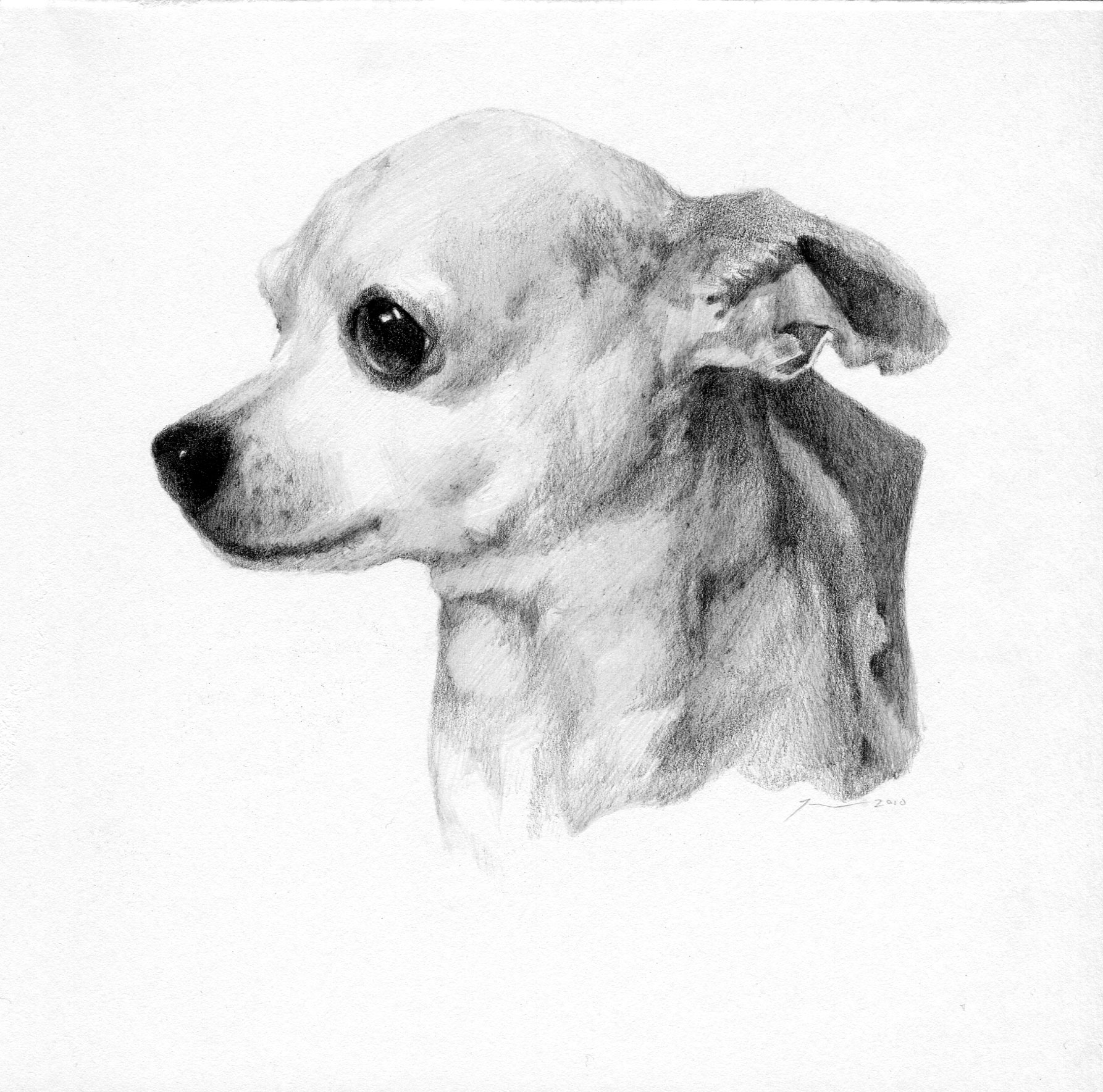 1786x1769 Courage The Chihuahua - Chihuahua Sketch
