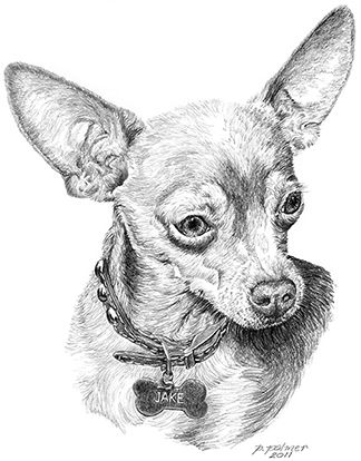 Chihuahua Sketch at PaintingValley.com | Explore collection of ...