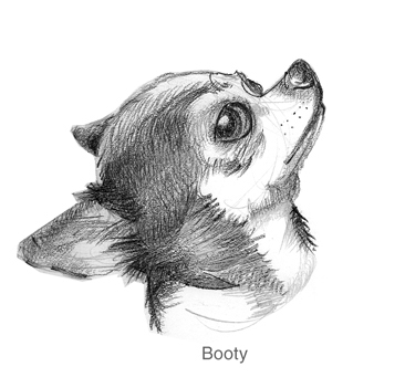 366x351 Dogs I Have Known - Chihuahua Sketch