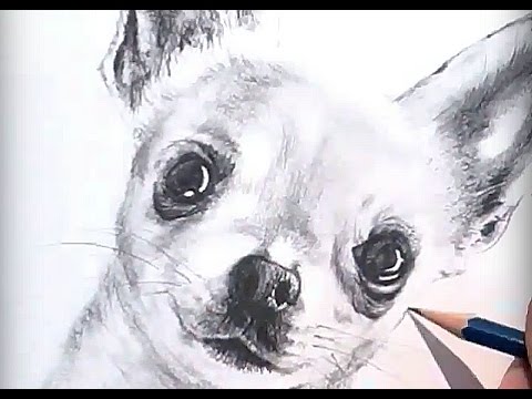 480x360 Drawing How To Draw A Realistic Dog With Pencil (Speed Drawing - Chihuahua Sketch