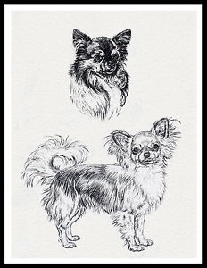 232x300 Long Haired Chihuahua Dogs Lovely Vintage Style Dog Sketch Print - Chihuahua Sketch