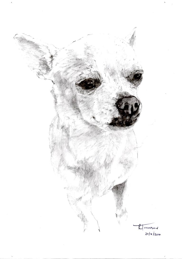 770x1088 Nc - Chihuahua Sketch
