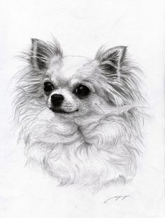236x311 Long Haired Chihuahua Drawing - Chihuahua Sketch