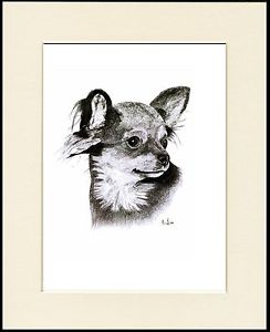 244x300 Chihuahua Lovely Long Coated Dog Head Study Sketch Print Mounted - Chihuahua Sketch