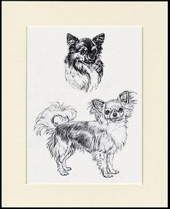 244x300 Chihuahua Lovely Long Coated Dog Sketch Print Mounted Ready To - Chihuahua Sketch