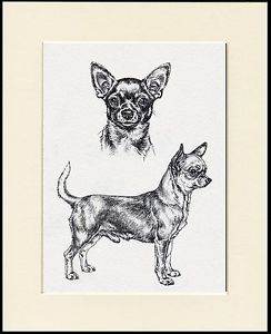 244x300 Chihuahua Lovely Smooth Coated Dog Sketch Print Mounted Ready To - Chihuahua Sketch