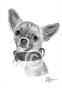 212x300 Chihuahua Art Drawing Print A4 A3 Signed By Artist Pencil - Chihuahua Sketch