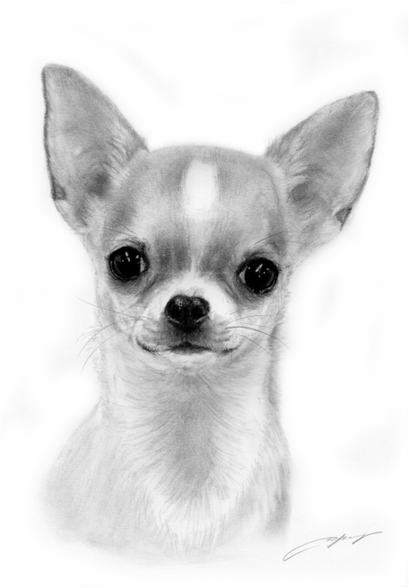 456x655 Chihuahua Drawings Paintings - Chihuahua Sketch