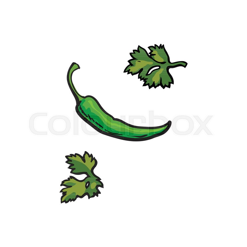 800x800 Fresh Whole Ripe Green Chili Pepper And Parsley Leaves, Sketch - Chili Pepper Sketch