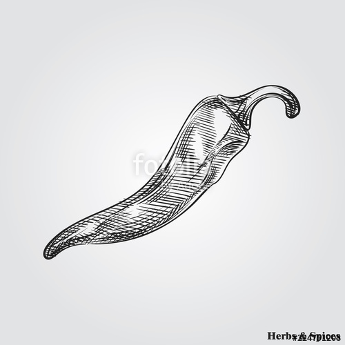 500x500 Hand Drawn Chili Pepper. Herbs And Spices In Sketch Style, Vector - Chili Pepper Sketch