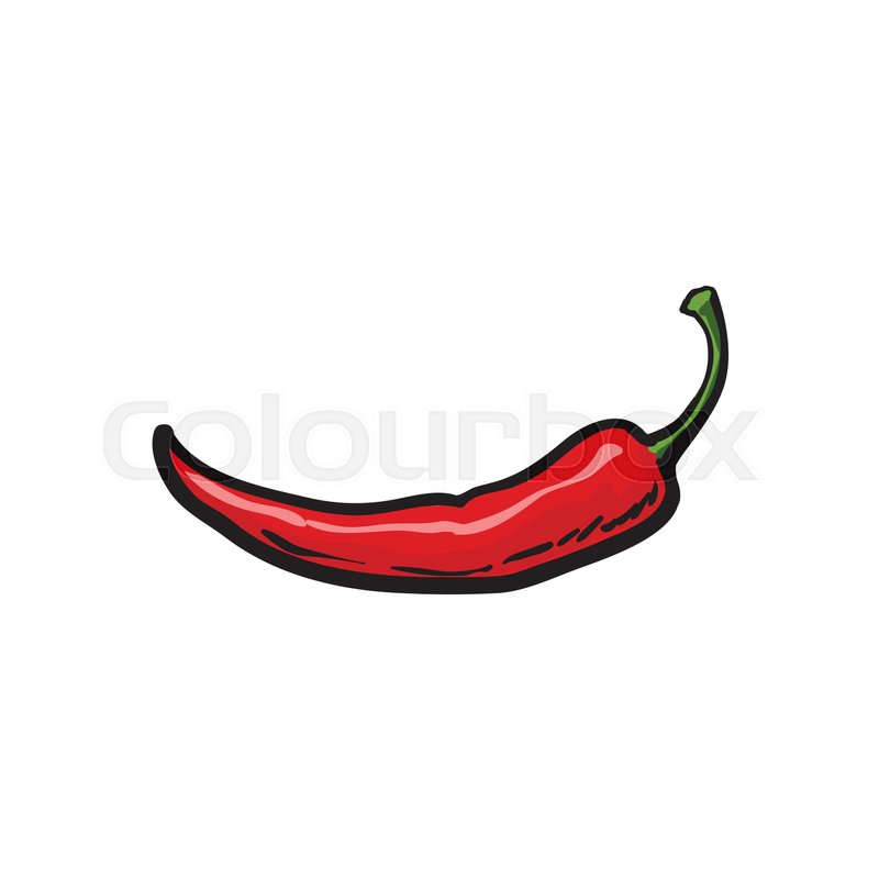 800x800 Single Fresh Whole Ripe Red Chili Pepper, Sketch Style Vector - Chili Pepper Sketch
