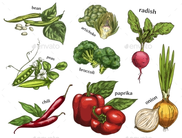 590x448 Sketch Of Artichoke Chili Pepper Peas And Beans By Cookamoto - Chili Pepper Sketch