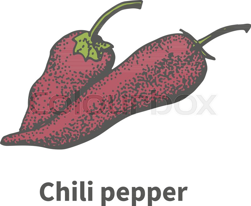 800x658 Vector Illustration Doodle Sketch Hand Drawn Red Chili Pepper - Chili Pepper Sketch