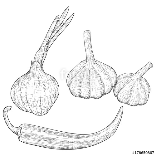 500x500 Vegetables Sketch. Onion, Garlic And Chili Pepper Stock Image And - Chili Pepper Sketch