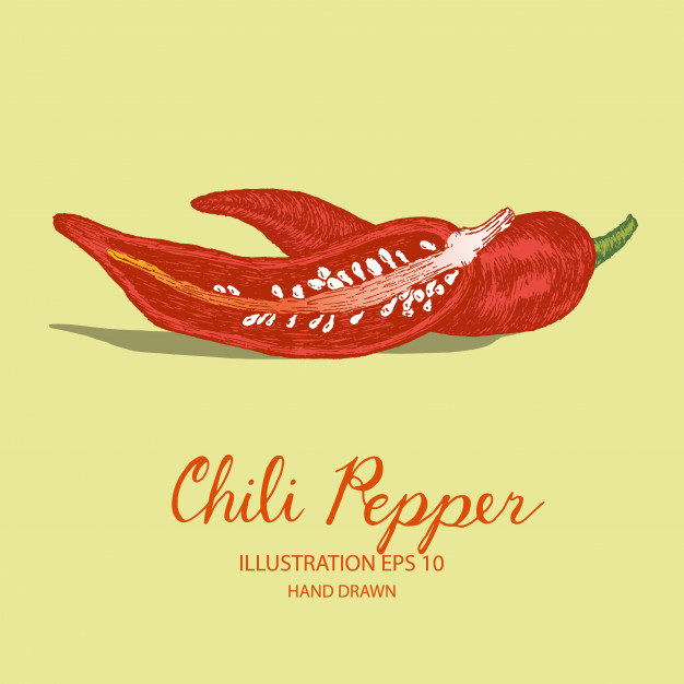 626x626 Chili Pepper Vegetable Hand Drawn Illustration By Ink And Pen - Chili Pepper Sketch