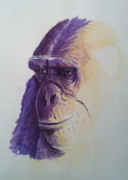 428x600 Chimp Sketch By Carl Rowlands - Chimp Sketch
