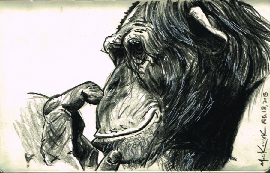 900x578 Chimp Sketch By Nickmockoviak - Chimp Sketch