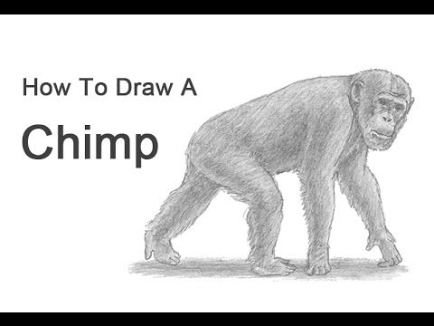 480x360 How To Draw A Chimpanzee - Chimp Sketch