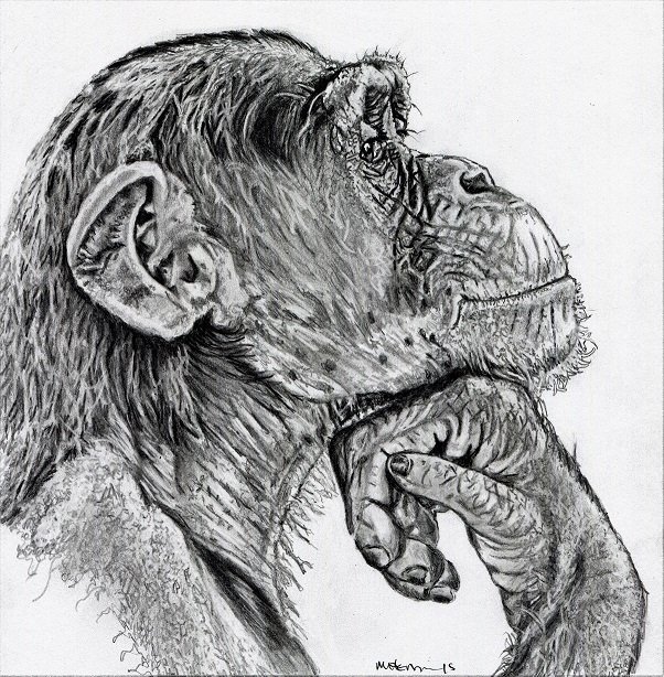602x614 Melissa Hemmings On Twitter My Latest Sketch - Chimp Sketch