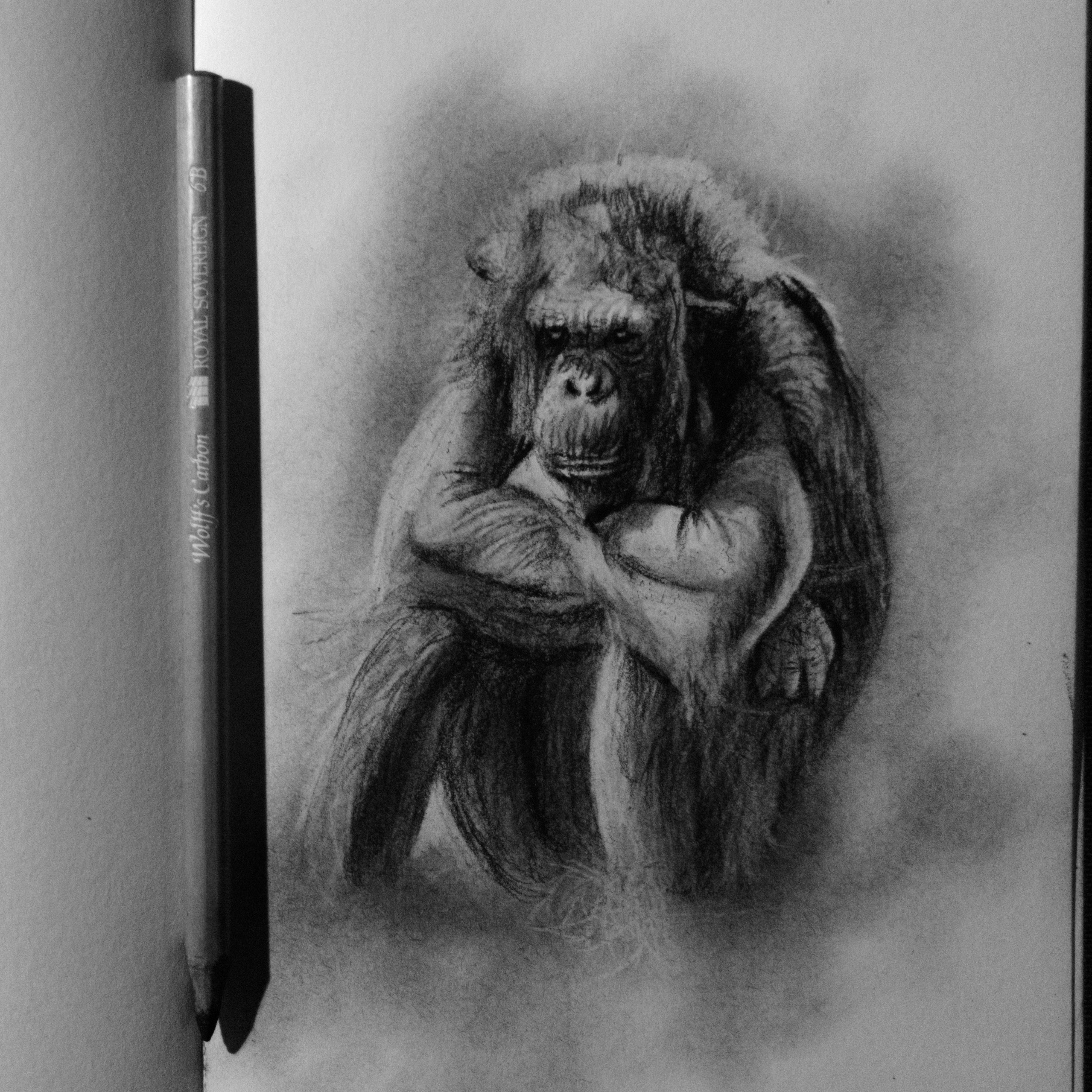 3994x3994 Moody Chimp Carbon Pencil Sketch - Chimp Sketch