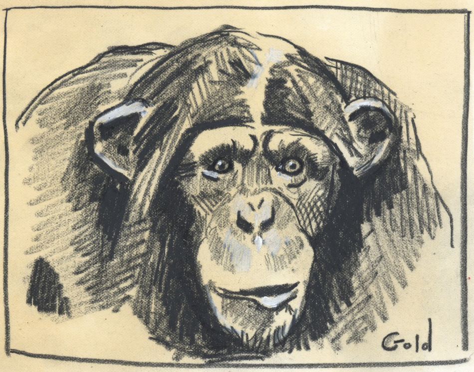 950x746 Nathaniel Gold Chimp Sketch Of The Week - Chimp Sketch