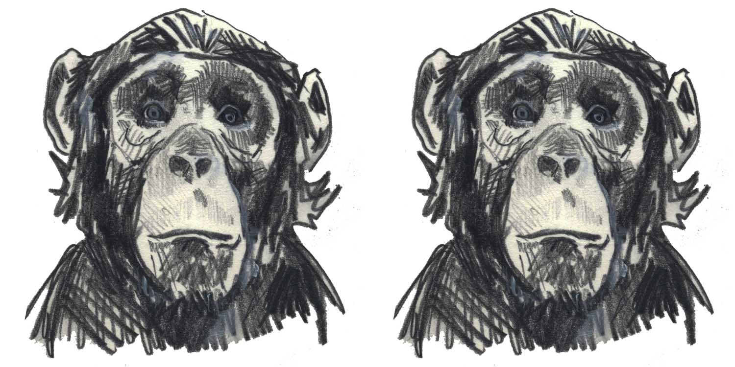 1500x750 Nathaniel Gold Chimp Sketch Of The Week - Chimp Sketch