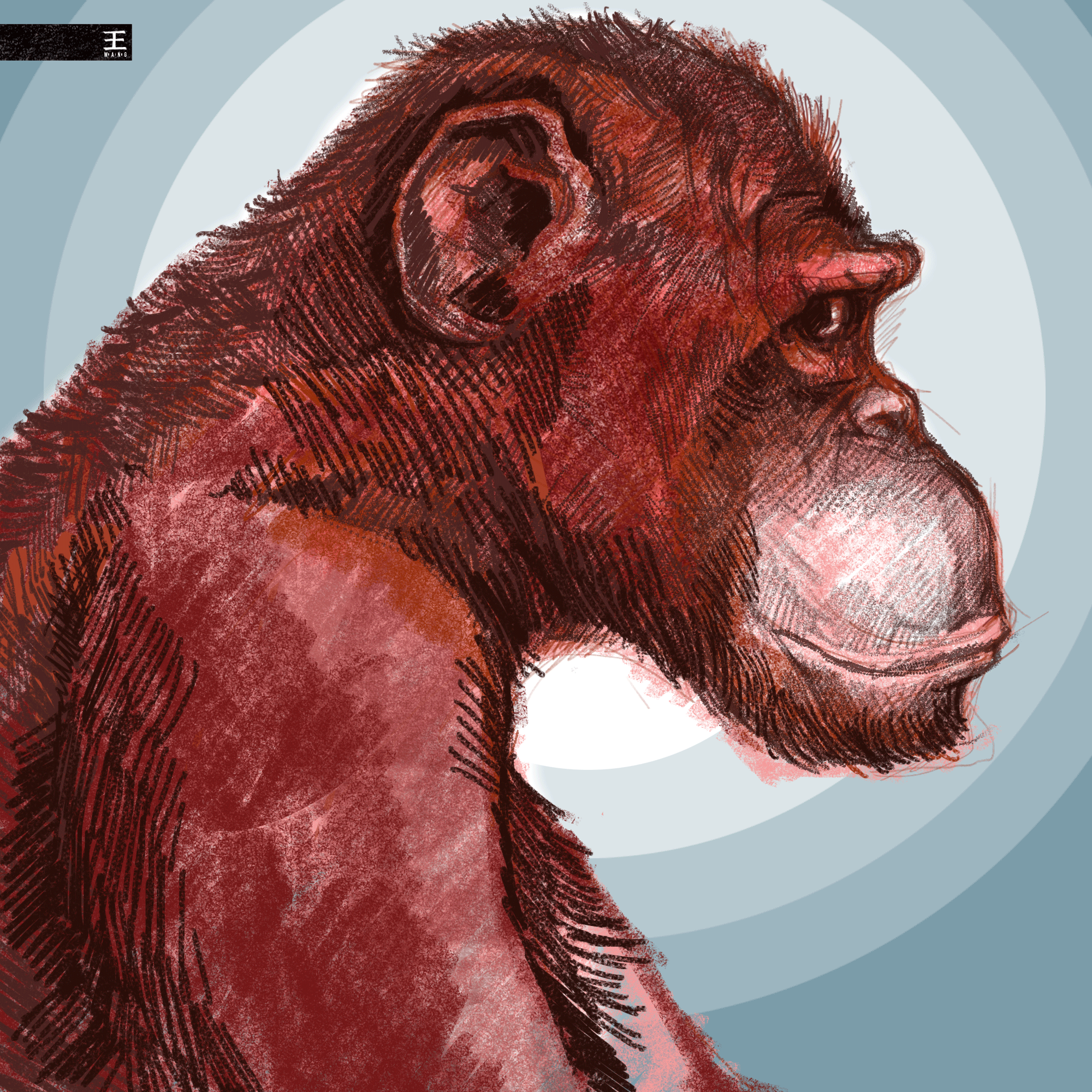 2000x2000 Sunday Chimp Sketch Ray Wang Art - Chimp Sketch