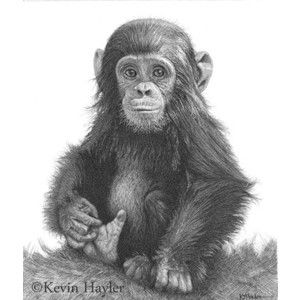 300x300 Wildlife Art Signed Print Pencil Drawing Sketch Ape Monkey Baby - Chimp Sketch