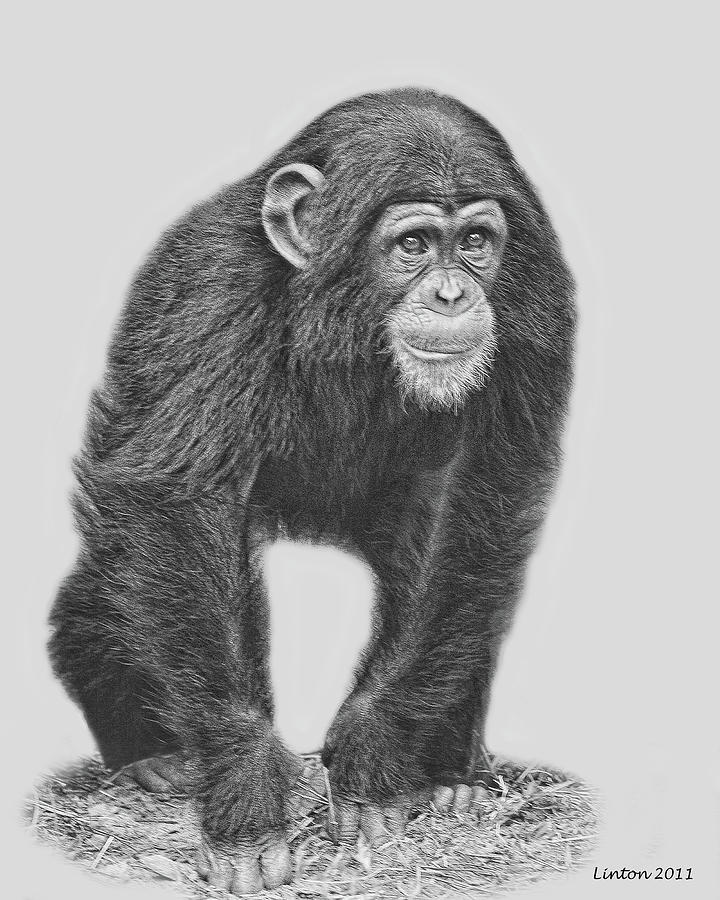 720x900 Young Chimpanzee 2 Digital Art By Larry Linton - Chimp Sketch