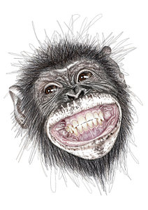 212x300 Chimp Drawings Fine Art America - Chimp Sketch